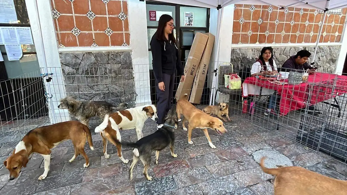 Perros Atlixco